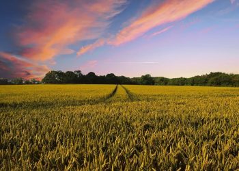 Solana 区块链上的商品市场 AgriDex 筹集了 500 万美元，用于对农业现实世界资产 (RWA) 进行代币化