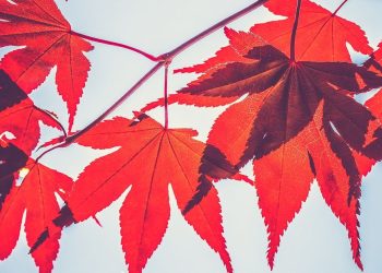 加密货币借贷公司 Maple Finance 推出 Syrup Yield 平台和奖励代币