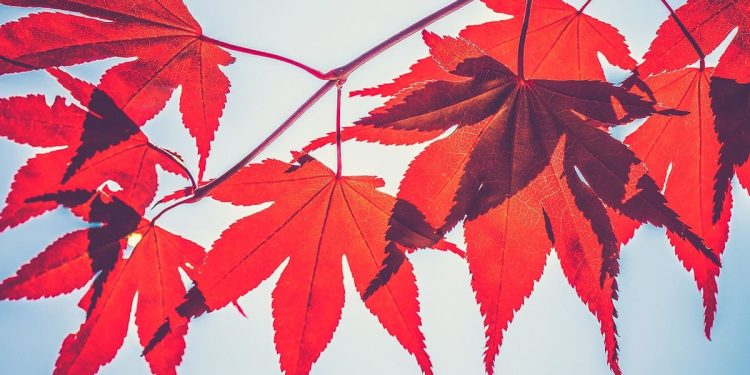 加密货币借贷公司 Maple Finance 推出 Syrup Yield 平台和奖励代币