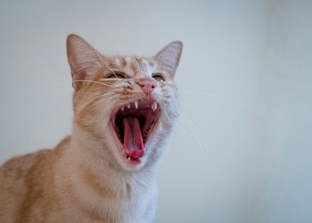 咆哮凯蒂回归后,以猫为主题的 Memecoin 飙升 16.1%