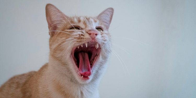 咆哮凯蒂回归后,以猫为主题的 Memecoin 飙升 16.1%