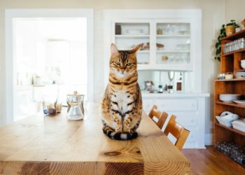 模因币复兴?  POPCAT 和 MEW 飙升 20%