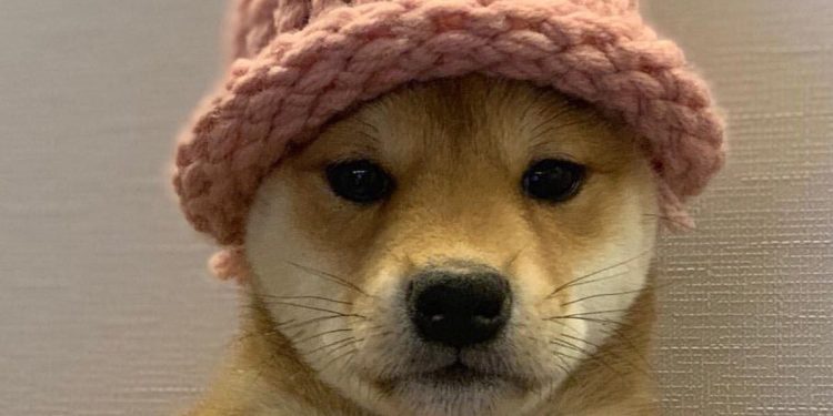 在 Memecoin 狂热中捍卫基本面分析