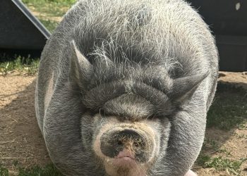 Cardano 创始人的猪 NIKE 引发 Memecoin 热潮