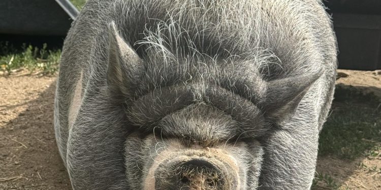 Cardano 创始人的猪 NIKE 引发 Memecoin 热潮