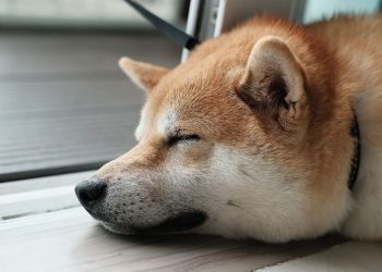 捍卫模因币