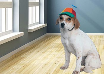 WIF 价格暴跌 15% – 自由落体还会继续吗?