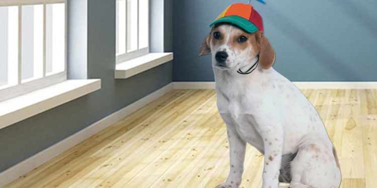 WIF 价格暴跌 15% – 自由落体还会继续吗?