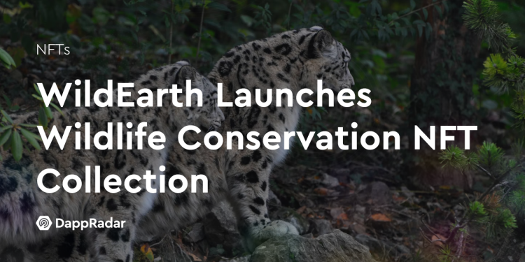 WildEarth 推出野生动物保护 NFT 系列