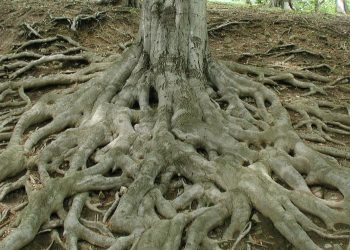 比特币第 2 层 Rootstock 验证零知识 SNARK