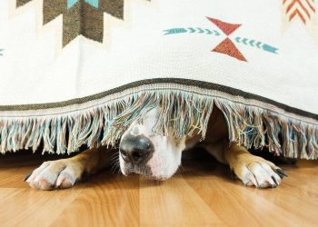 Dogwifhat (WIF) 出局了吗？鲸鱼出逃导致价格下跌 15%