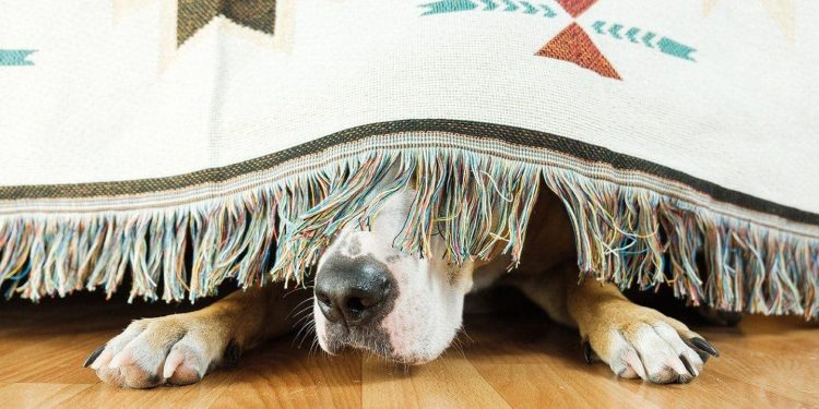 Dogwifhat (WIF) 出局了吗?鲸鱼出逃导致价格下跌 15%