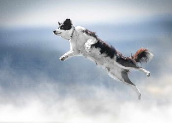 Dogwifhat (WIF) 上涨 21%,分析师预计其股价为 4.5 美元