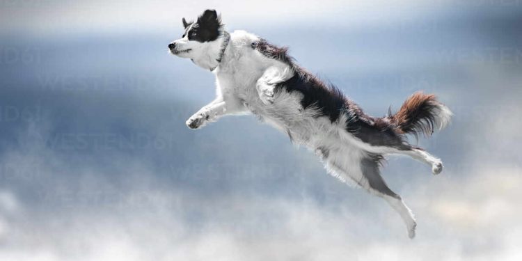 Dogwifhat (WIF) 上涨 21%,分析师预计其股价为 4.5 美元