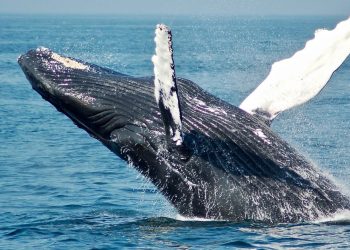 比特币 (BTC) ETF 在加密货币价格暴跌期间出现资金流出,但大持有者趁机逢低买入