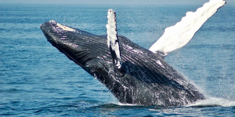 比特币 (BTC) ETF 在加密货币价格暴跌期间出现资金流出,但大持有者趁机逢低买入