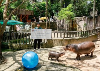 SUI meme $HIPPO 与 Moo Deng 动物园建立慈善合作伙伴关系