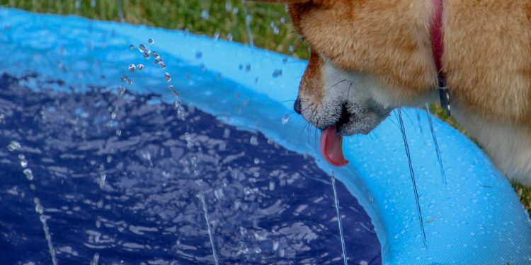Dogecoin可能会在飙升400％之前跌落-Analyst